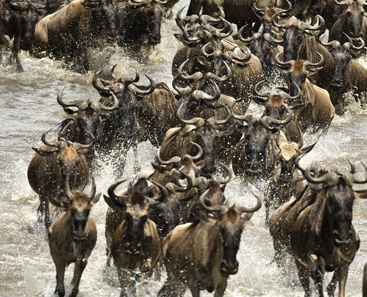 african queen zambezi river cruise