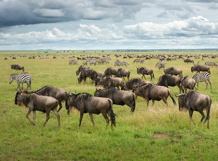 Serengeti & Migration Magic » Wildlife Safari