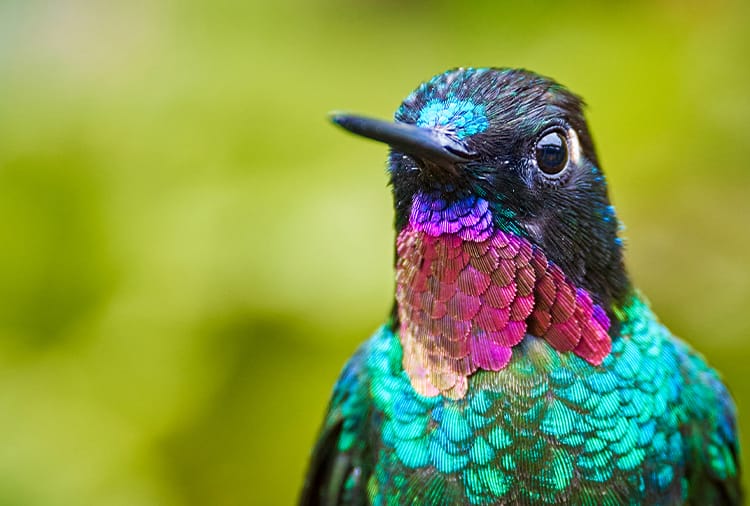 /Assets/Desktop/CruiseGallery/Thumb/Hummingbird_Colombia.jpg