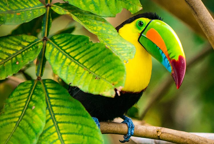 /Assets/Desktop/CruiseGallery/Thumb/Toucan_Colombia.jpg