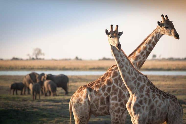 /Assets/Desktop/CruiseGallery/Thumb/discoverafrica_shutterstock_130339082_gallery.jpg