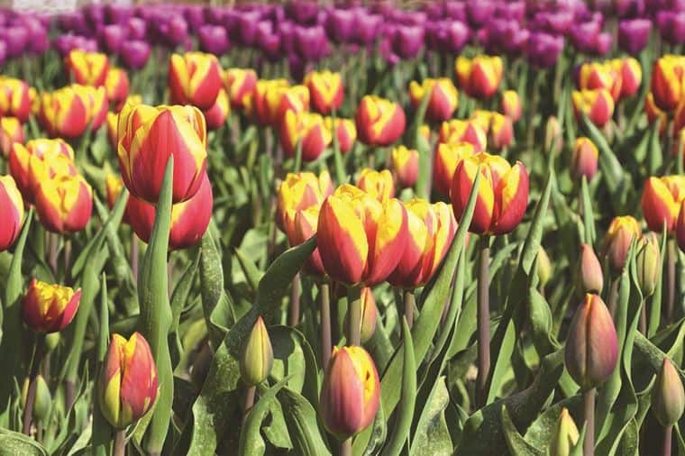 /Assets/Desktop/CruiseGallery/Thumb/magnificenteurope_NETHERLANDS_Amsterdam_TulipsandCanals_ss_296351105_gallery.jpg
