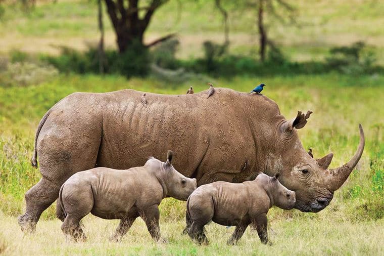 /Assets/Desktop/CruiseGallery/Thumb/wildlifefalls_ss_rhinoandbabies_118892542_gallery.jpg