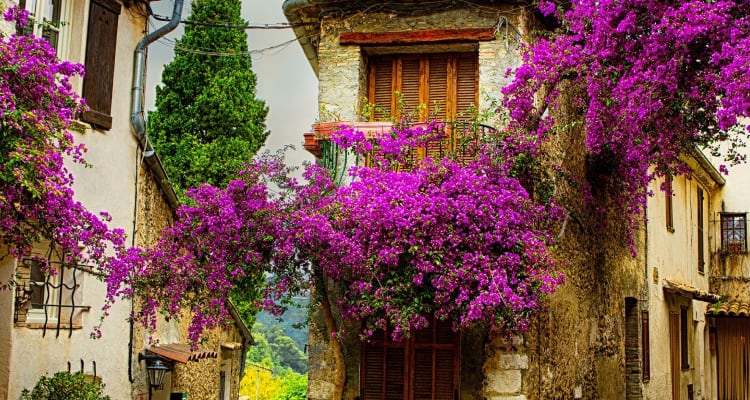 Colors of Provence
