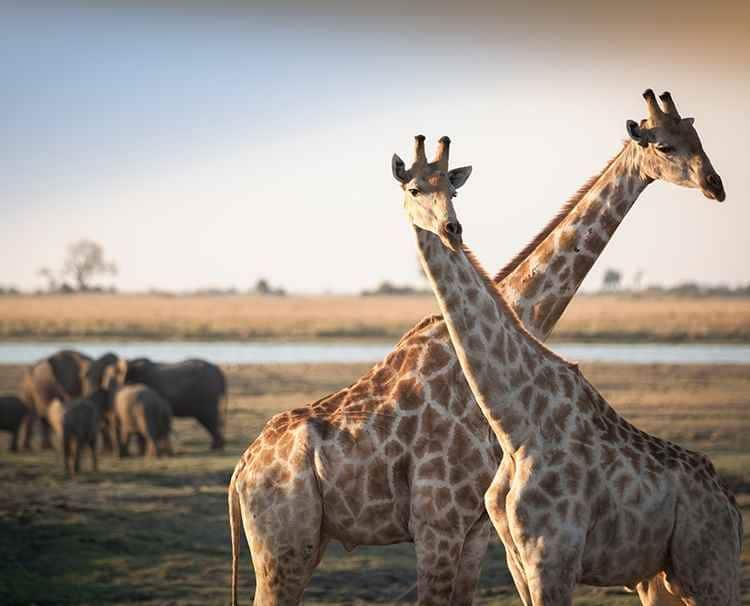 zambezi queen river cruise