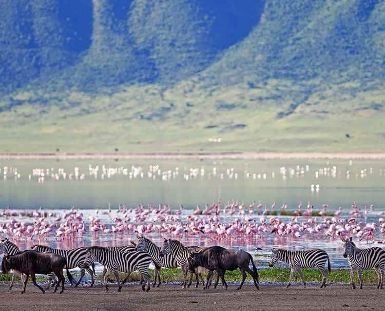 zambezi queen river cruise