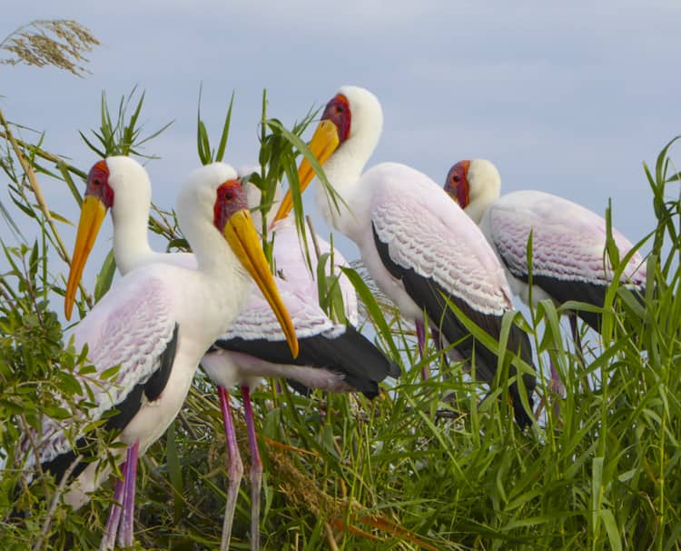 Bird-Watching-and-Fishing