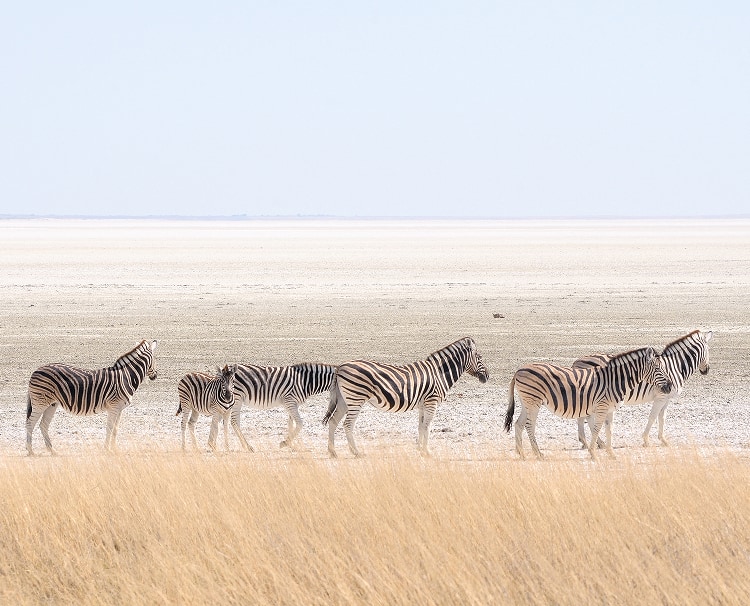 Etosha National Park 