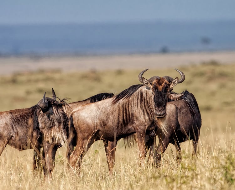 Maasai Mara National Reserve 