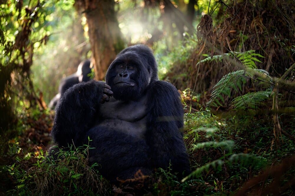 Two gorillas in a Rwandan forest