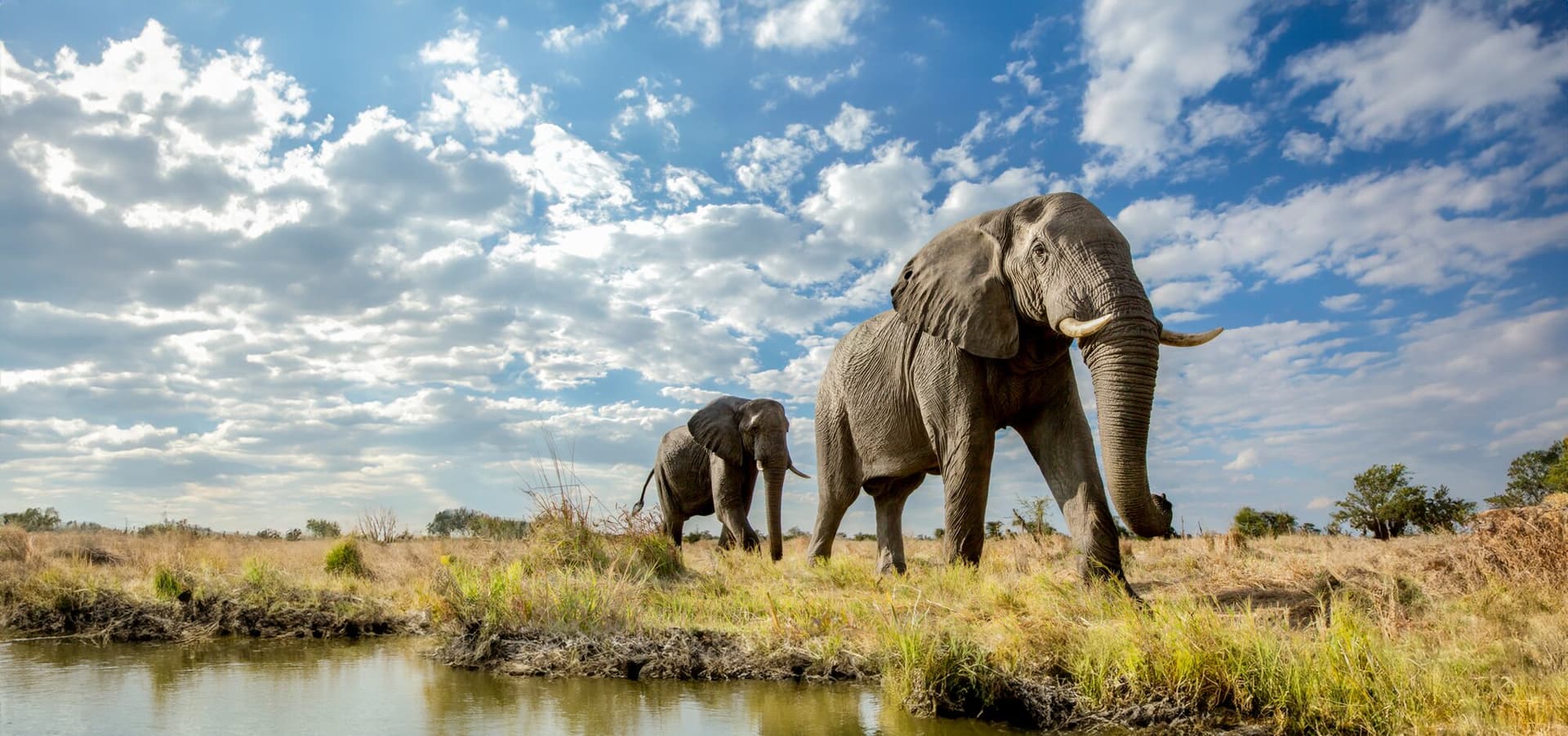 Elephants walking along water bank in Botswana